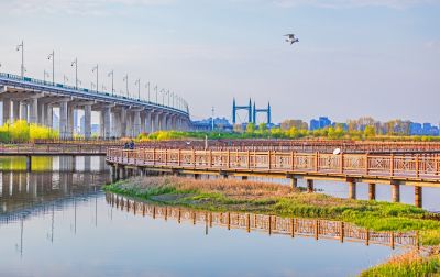 外滩湿地春色 