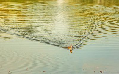 外滩湿地春色 