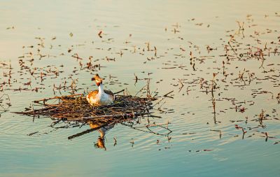 春季外滩湿地凤头鸊鷉