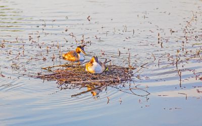 春季外滩湿地凤头鸊鷉
