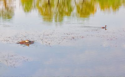 春季外滩湿地凤头鸊鷉