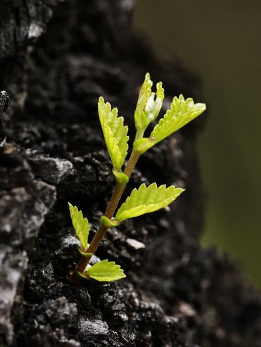 新生命榆树新枝芽