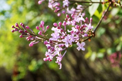 丁香公园丁香花