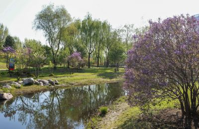 丁香公园丁香花