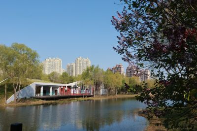 丁香公园丁香花