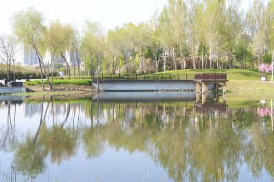 丁香公园丁香花