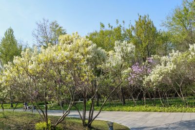 丁香公园丁香花
