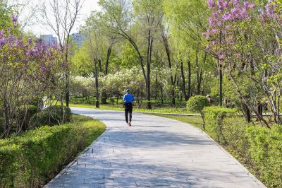 丁香公园丁香花