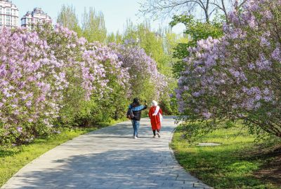 丁香公园丁香花