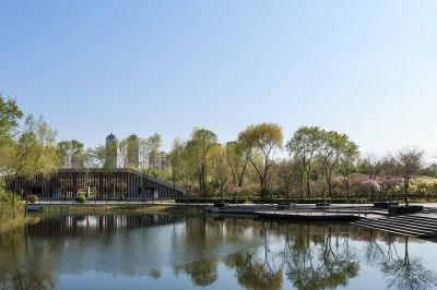 丁香公园丁香花