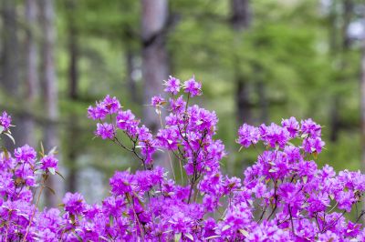 省植物园达子香野杜鹃