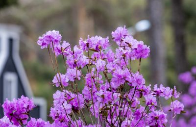 省植物园达子香野杜鹃