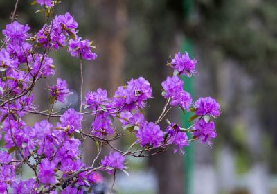 省植物园达子香野杜鹃