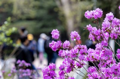 省植物园达子香野杜鹃