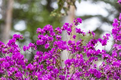 省植物园达子香野杜鹃