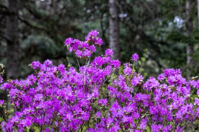 省植物园达子香野杜鹃