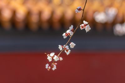 文庙探春