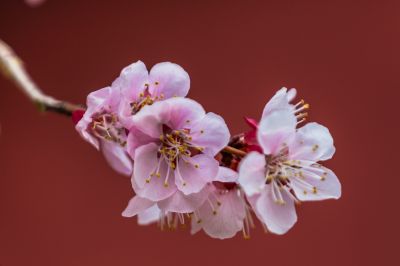 文庙探春
