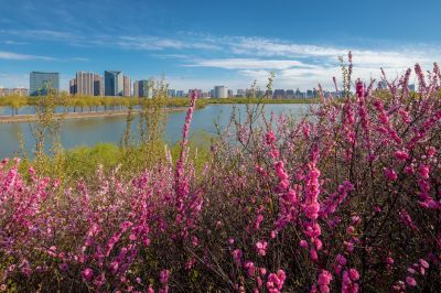 哈尔滨太阳岛国家湿地公园一湖三岛春花榆叶梅盛开