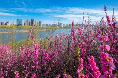哈尔滨太阳岛国家湿地公园一湖三岛春花榆叶梅盛开