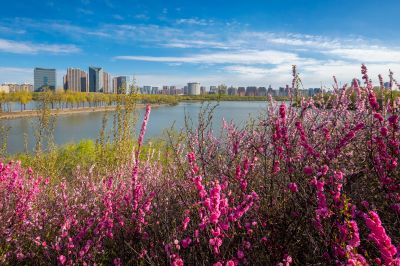 哈尔滨太阳岛国家湿地公园一湖三岛春花榆叶梅盛开