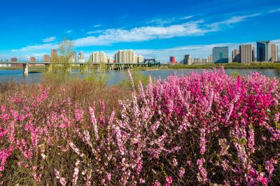 哈尔滨太阳岛国家湿地公园一湖三岛春花榆叶梅盛开