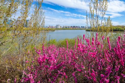 哈尔滨太阳岛国家湿地公园一湖三岛春花榆叶梅盛开