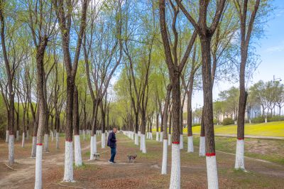 哈尔滨太阳岛国家湿地公园一湖三岛春花榆叶梅盛开
