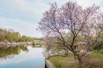 太阳岛的春天 