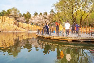 太阳岛的春天 