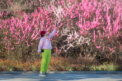 市政府广场春华盛开