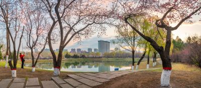 市政府广场春华盛开
