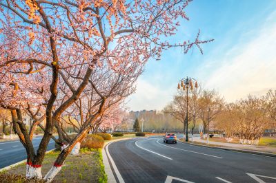 春花盛开的市政府广场山杏花开