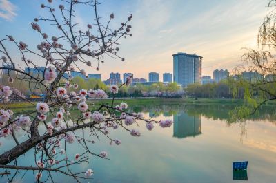 春花盛开的市政府广场山杏花开