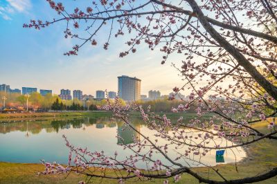 春花盛开的市政府广场山杏花开
