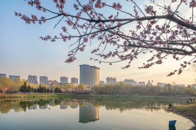 春花盛开的市政府广场山杏花开
