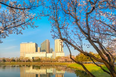 春花盛开的市政府广场山杏花开