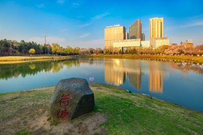 春花盛开的市政府广场山杏花开