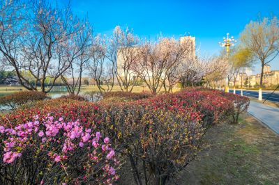 春花盛开的市政府广场山杏花开