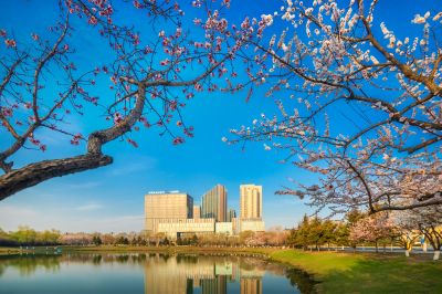 春花盛开的市政府广场山杏花开
