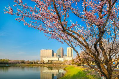 春花盛开的市政府广场山杏花开