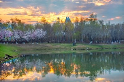 春花盛开的市政府广场山杏花开