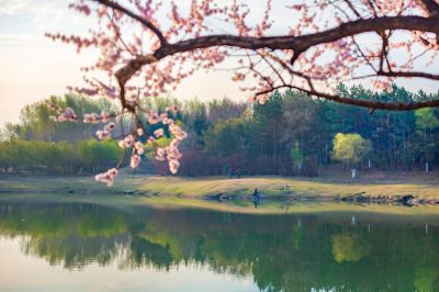 春花盛开的市政府广场山杏花开