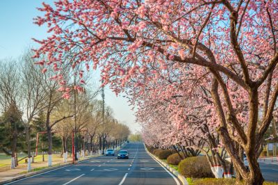 春花盛开的市政府广场山杏花开