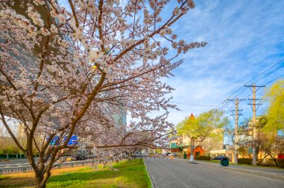 道里九站公园江畔榆叶梅花开