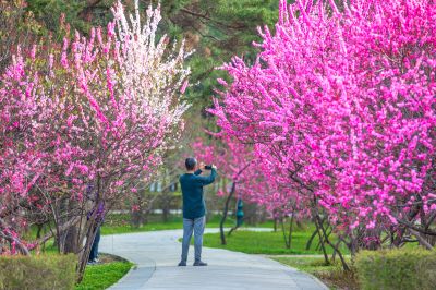 道里九站公园江畔榆叶梅花开