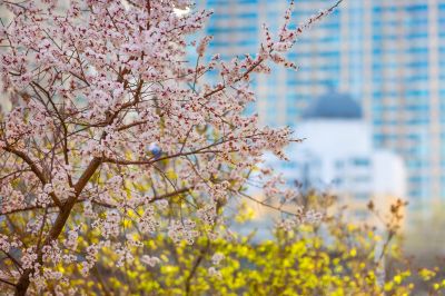 道里九站公园江畔榆叶梅花开