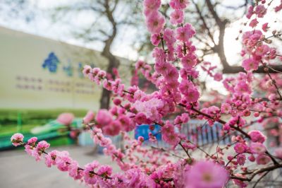 榆叶梅春花盛开的香坊火车站 