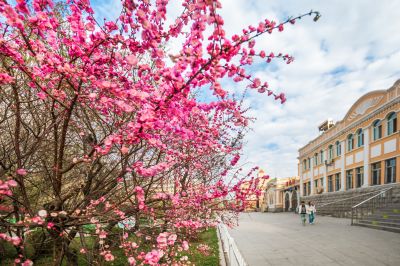 榆叶梅春花盛开的香坊火车站 