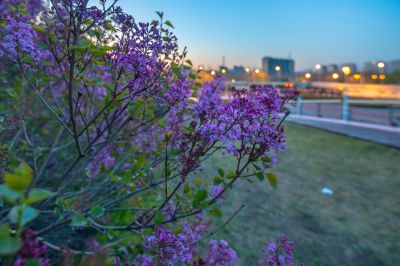 丁香公园丁香花盛开